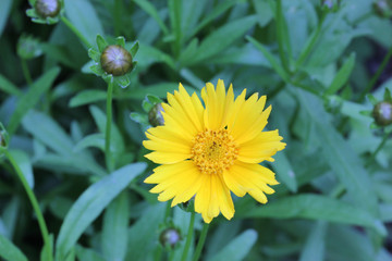 a beautiful close up of a yellow flower