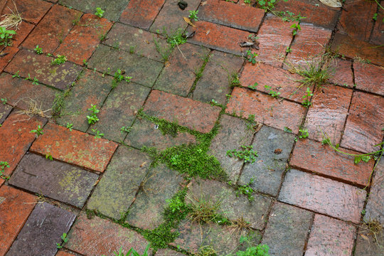 Wet Brick Pavers With Moss, Diagonal View, Horizontal Aspect