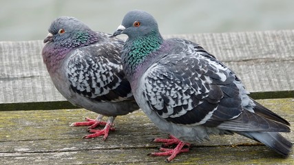 Taubenpärchen, Partnerschaft, Liebe 