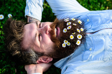 Man looks nicely with daisy or chamomile flowers in beard, close up. Hipster on happy face lays on...