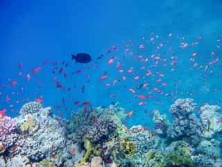 underwater world, coral, goldfish and other fish, against the background of depth, Red Sea, Egypt