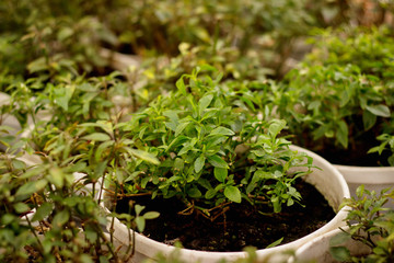 Naklejka premium Growing seedlings in peat pots. Plants in sunlight in modern botany greenhouse