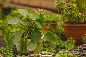 Growing seedlings in peat pots. Plants in sunlight in modern botany greenhouse