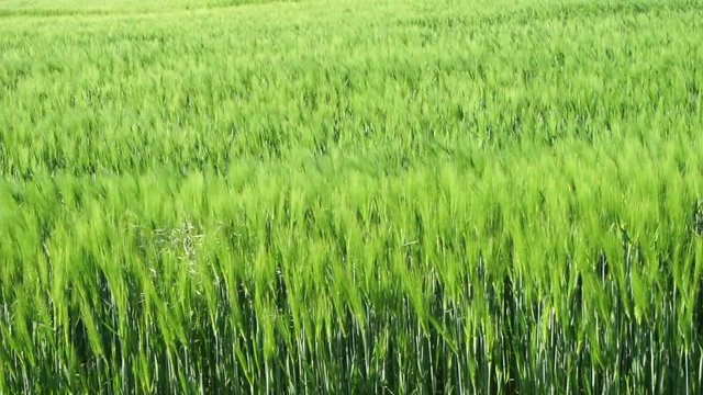 Gerstenfeld im Mai - bl&uuml;hende &Auml;hren, die mit dem Wind schwingen,
