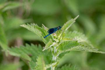 Blue Damsel Fly