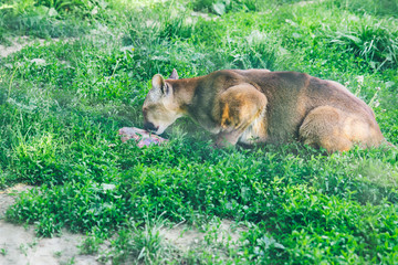Naklejka na ściany i meble cougar having lunch time. wild animal in zoo