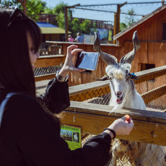 young woman feeding animals and taking picture. goat close up. zoo life. farming