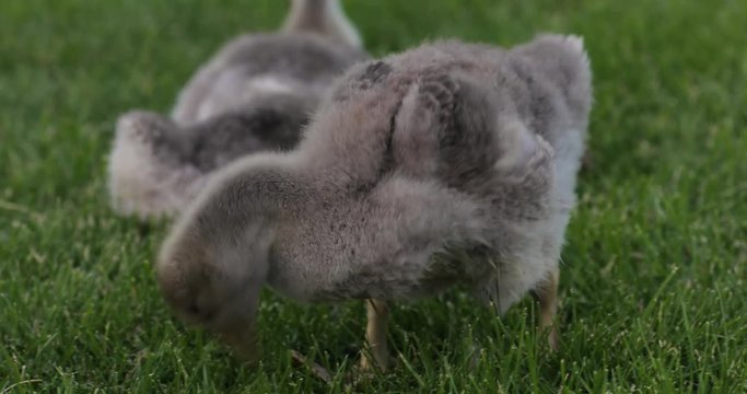 Little gooses eating grass