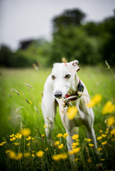 The Whippet
