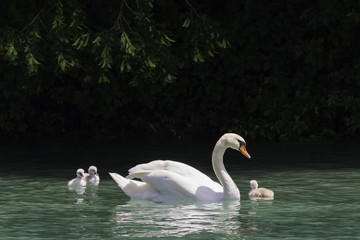 Cygne