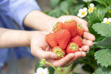 いちご狩りイメージ インスタ映え 女子旅