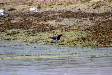 Oystercatcher wading