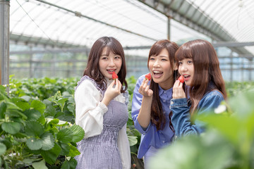 いちご狩りイメージ 女子旅 インスタ映え