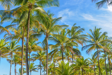 Fototapeta premium Spectacular and impressive coconut palm trees in Itacare
