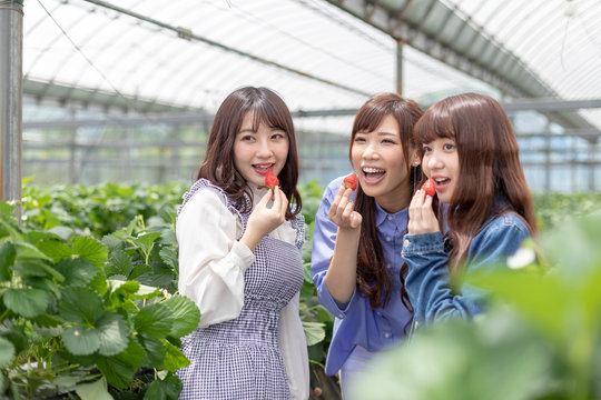 いちご狩りイメージ 女子旅 インスタ映え