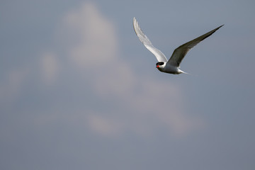 Tern in Flight