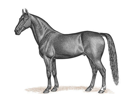 Horse Engraving Vintage Illustration