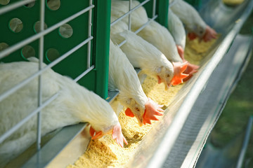 A few white hens in a diagonal row are fed. Focus on center bird