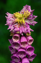 Roter Fingerhut, Digitalis purpurea, Pseudo Pelorie