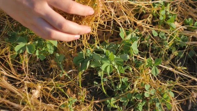 Dodder Genus Cuscuta - parasitic plant. Dodder grows around clover branches.