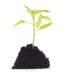 Germinating from soil pepper.