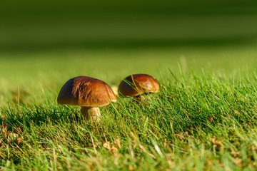 Fresh porcini, ceps or steinpillz mushrooms growing in woodland.