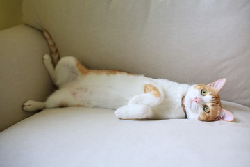 ginger cat lying on the sofa sofa king