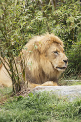 African Lion with His Tongue Out