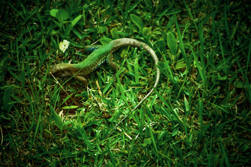 corazon en la naturaleza