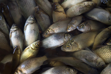 Fish. Silver carp Carassius auratus gibelio for culinary dishes