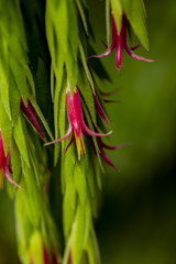 Flowers of epiphytic Ceratostema plant