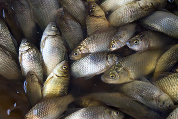 Fish. Silver carp Carassius auratus gibelio for culinary dishes