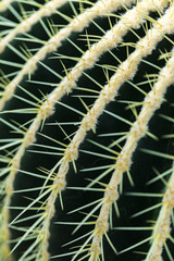 Detail of the Golden barrel cactus