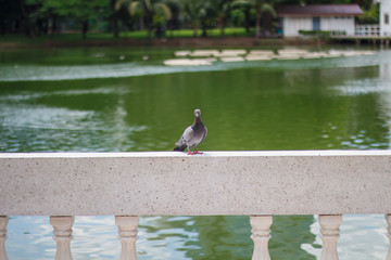 Pigeon sitting on a fence marble. Bird of peace.
