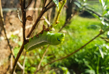 Green Caterpillar moving on tree branch in the garden.