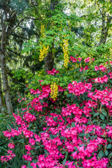 Fototapeta na wymiar Yellow And Pink Flowers Background