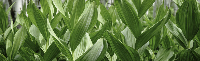 Obraz premium corn lily in the mountains