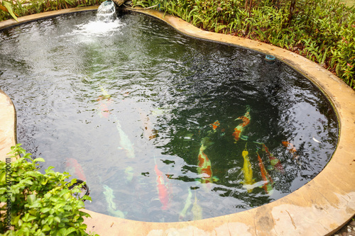 Fancy fish in a backyard pond
