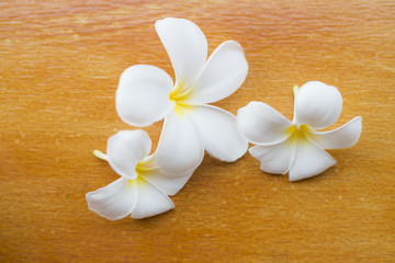 Fototapeta na wymiar Close up plumeria flowers.