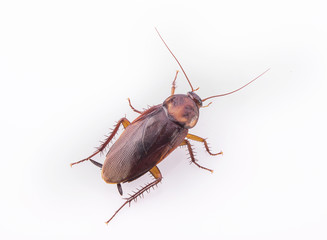 cockroach close-up isolated on white