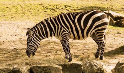 Fototapeta na wymiar Zebra (Equus quagga) is eating grass
