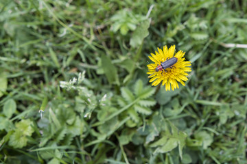 Beetle on blossom of dandelions in lawn outdoors.