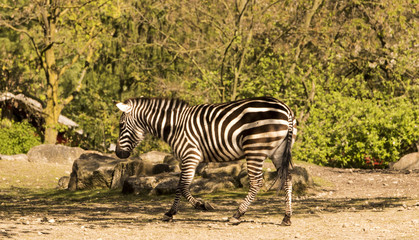 Fototapeta na wymiar Zebra (Equus quagga) runs alone at the edge of the forest.