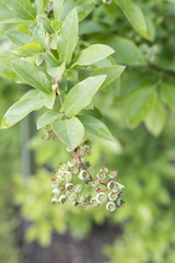 Fototapeta na wymiar Green unripe fruit on a shrub with green leaves.