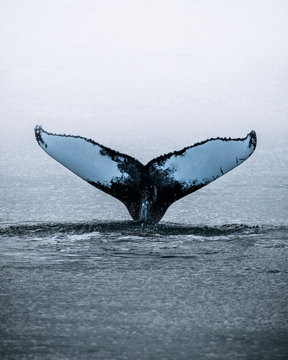 Humpback whale diving in sea