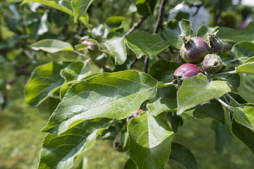 An immature apple on a small tree on a branch with green leaves.