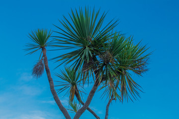 Green Palm Tree in a Blue Sky