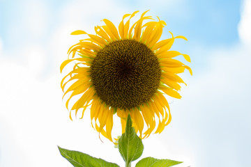 Sunflower beautiful bright colored in garden. Natural flower.