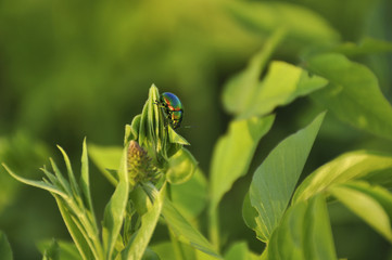 Beautiful bug on a green leaf of a plant