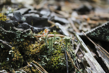 The Moss and mushrooms
